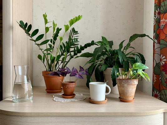 5 Houseplants Even You Can't Kill