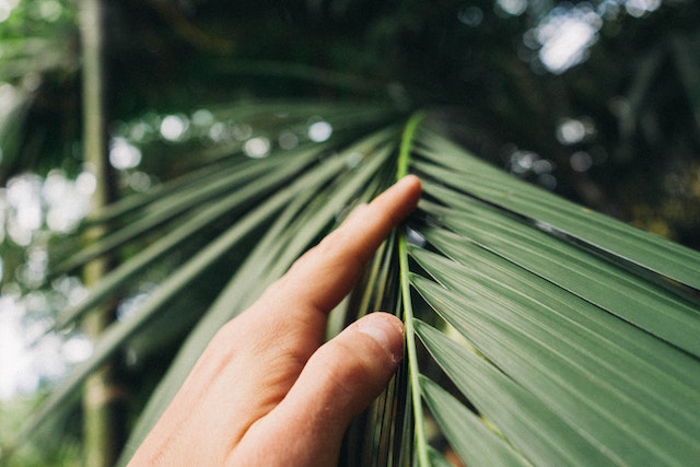 Bring the Tropics Home: How to Care for Indoor Palm Trees